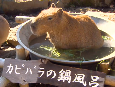 [影音區] 超萌水豚君！日本伊豆高原動物園﻿