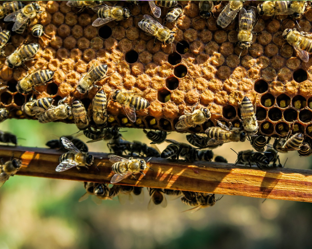 蜂巢——神奇的六邊形