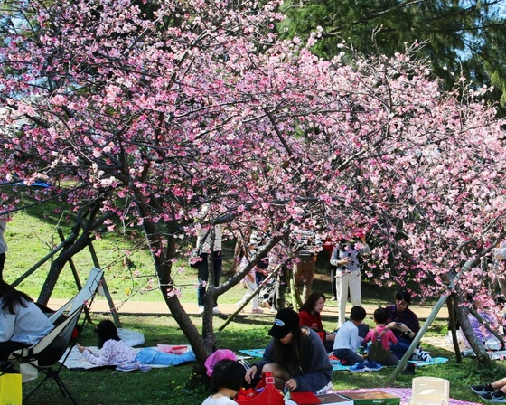 粉色櫻花雨灑落，樹下野餐好愜意～新竹公園