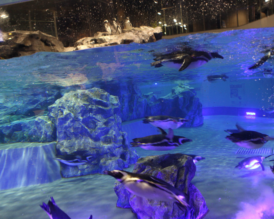 日本最大規模室內開放水槽，觀賞企鵝零距離～日本墨田水族館