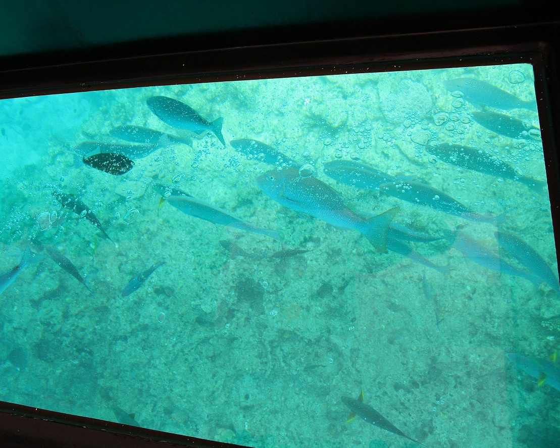 近在眼前的小小魚兒們～沖繩ブセナ海中公園海中展望塔+玻璃底遊艇