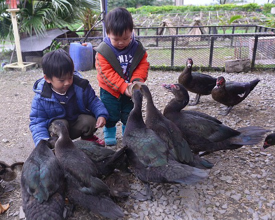 餵鴨、撿鴨蛋、鐵牛BUS農村體驗半日遊～宜蘭麗野莊園農場