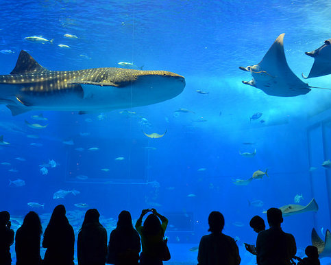 超吸晴美麗海水族館、海豚劇場：日本沖繩海洋博公園