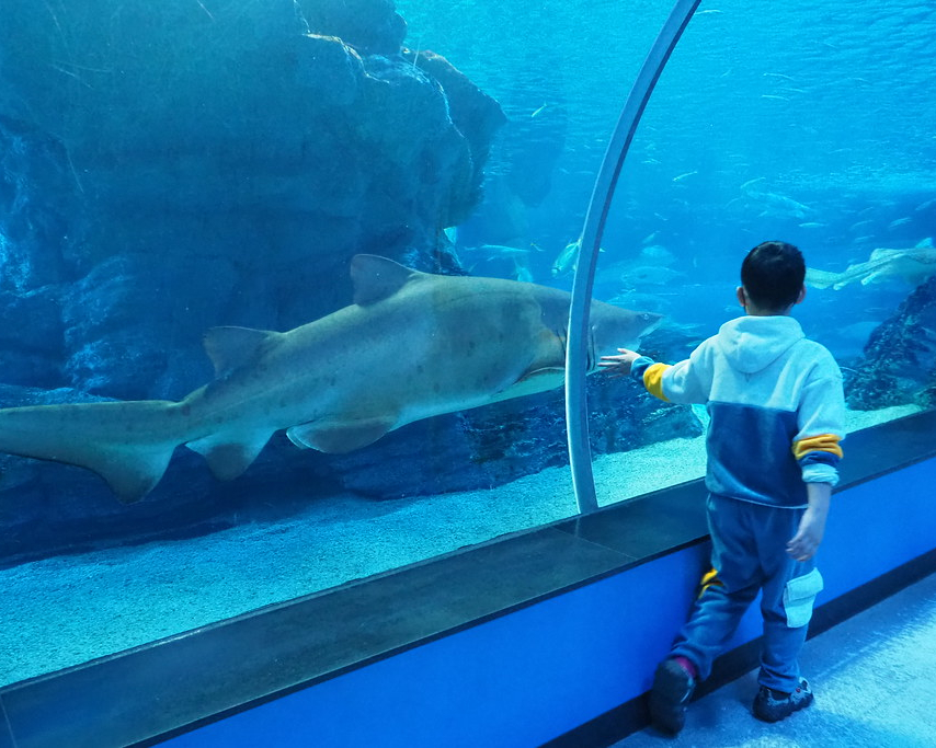 與鯊魚共游，群魚亂舞眼花撩亂～韓國SEA LIFE釜山水族館