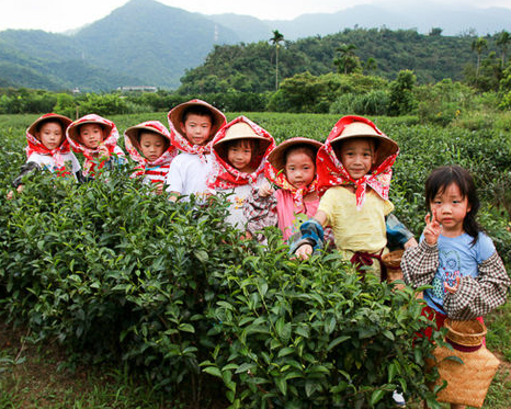 化身採茶小童，手工炒茶一條龍體驗～宜蘭詳語有機農場