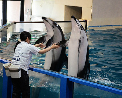 海豚海獅賣力表演、可愛的國王企鵝向你招手～日本尼克斯海洋公園