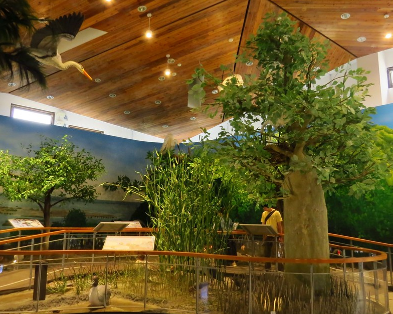八倍大！室內輕鬆觀察放大版濕地生態～台南台江國家公園遊客中心