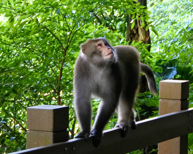 林間步道遇見台灣獼猴～台北天母古道(水管路步道)