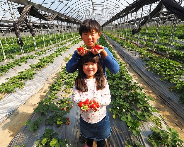 大顆品質好，草莓、無花果採到停不下來～桃園323溫室精緻農場