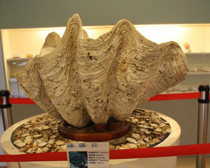 世界最大的「二枚貝」，貝殼界五大天王到齊！高雄旗津貝殼博物館