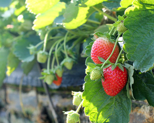 紅咚咚的草莓讓人好心動～苗栗京采高架有機草莓園