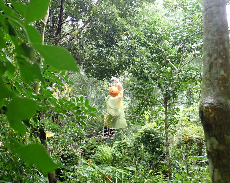 樹冠層探險，飛啊飛啊森林小飛俠～花蓮野猴子探險森林