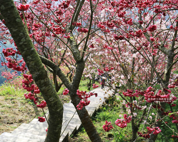 櫻花綻放，四季皆美～台中沐心泉休閒農場