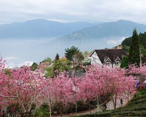 粉嫩櫻花、雲海日出，仙境級美景～新竹山上人家森林農場
