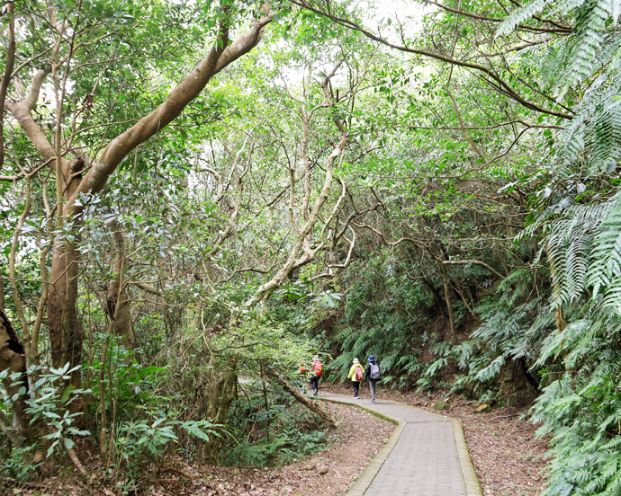 輕鬆步行森林系步道，親子郊山踏青首選～台北翠山步道