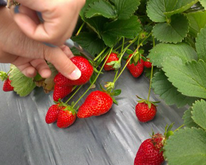 每顆草莓都想帶回家～苗栗東東草莓園