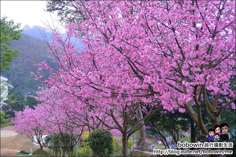 何時去賞花 跟著賞花路線就對了 苗栗四季賞花地圖 親子生活 Kidsplay親子就醬玩