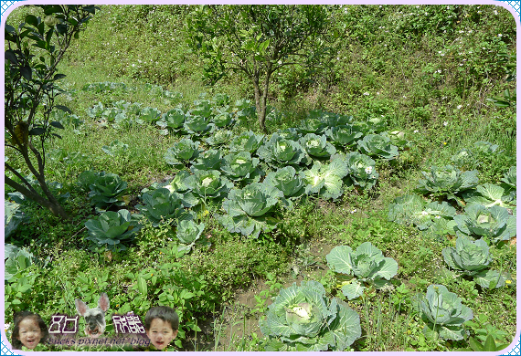 野草花果有機農場 景點 親子旅遊 Kidsplay親子就醬玩 野草花果有機農場 景點 親子旅遊 Kidsplay親子就醬玩
