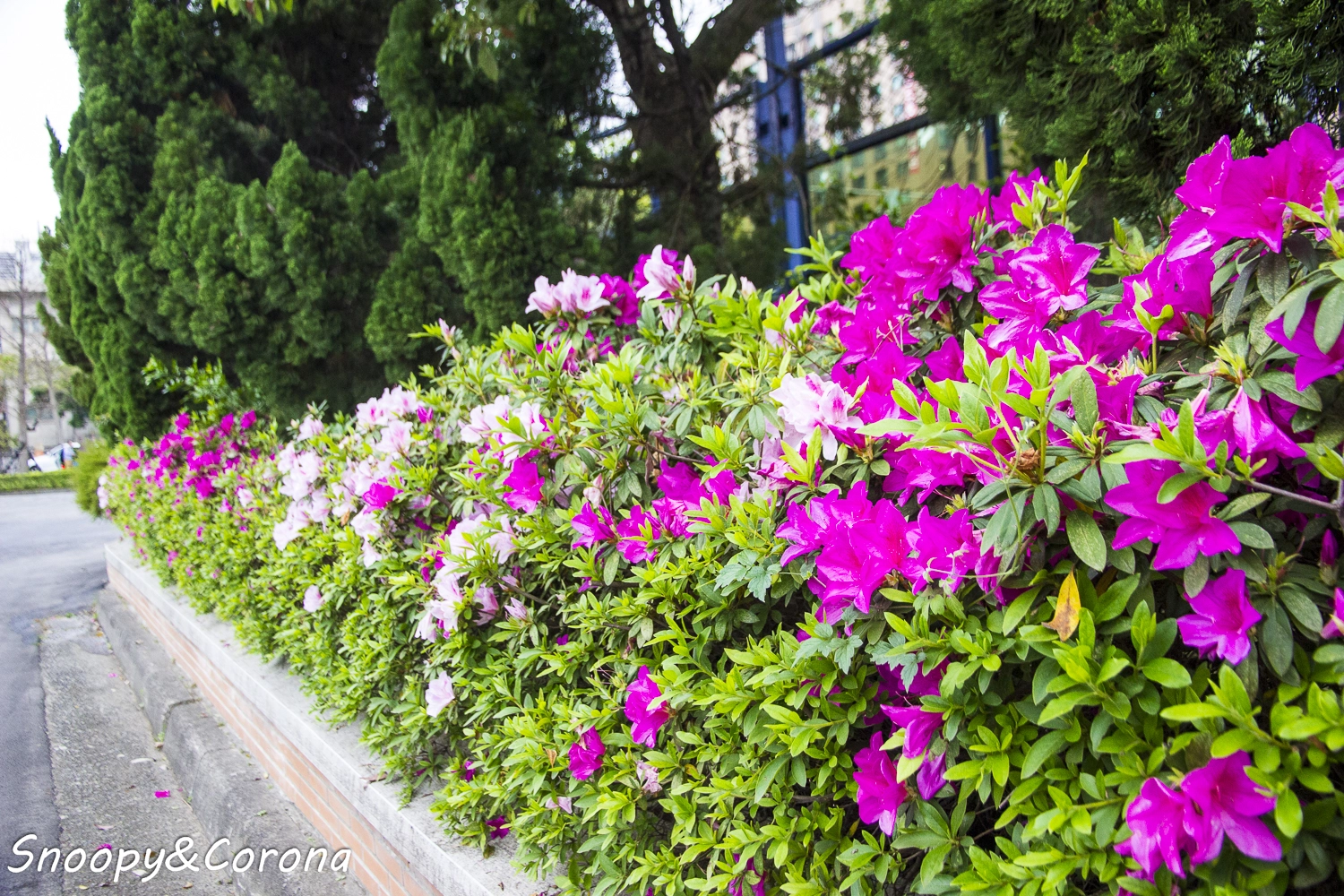 19台北杜鵑花季 臺北自來水園區 19 03 14 19 04 07 景點 親子旅遊 Kidsplay親子就醬玩