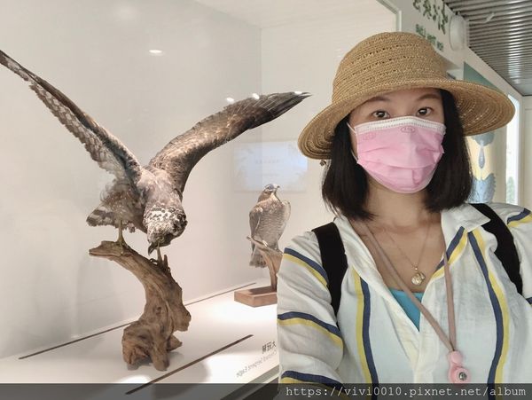 天空中的王者 各路鷹雄齊聚猛禽小學堂 五股觀音山猛禽展示館 景點 親子旅遊 Kidsplay親子就醬玩