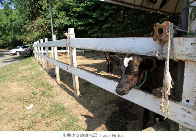 牧場餵牛吃草趣 彰化大山休閒農場 景點 親子旅遊 Kidsplay親子就醬玩