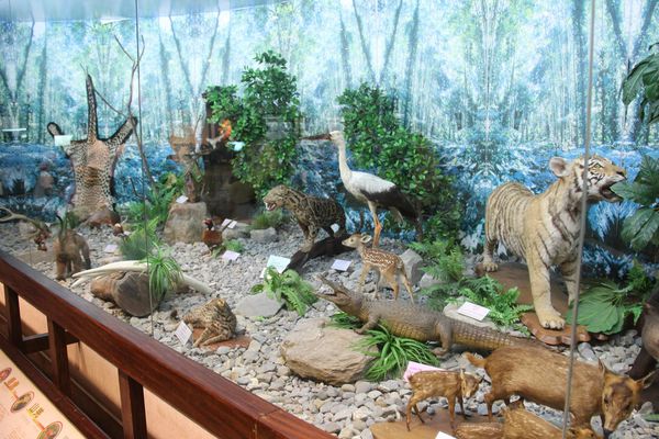 保育教育更活化 模擬實境認識臺灣野生動植物 集集特生中心保育教育館 景點 親子旅遊 Kidsplay親子就醬玩