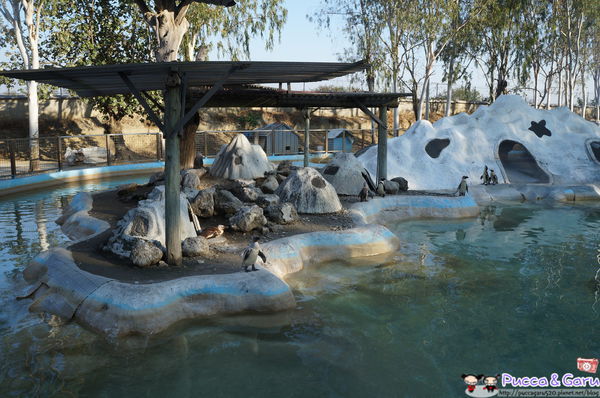 與動物近距離接觸 台南頑皮世界野生動物園 景點 親子旅遊 Kidsplay親子就醬玩