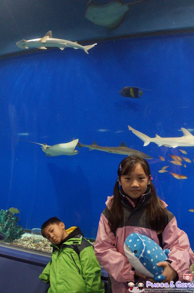 咕溜咕溜的小鯊魚 驚奇的觸摸體驗 日本大阪海遊館 景點 親子旅遊 Kidsplay親子就醬玩