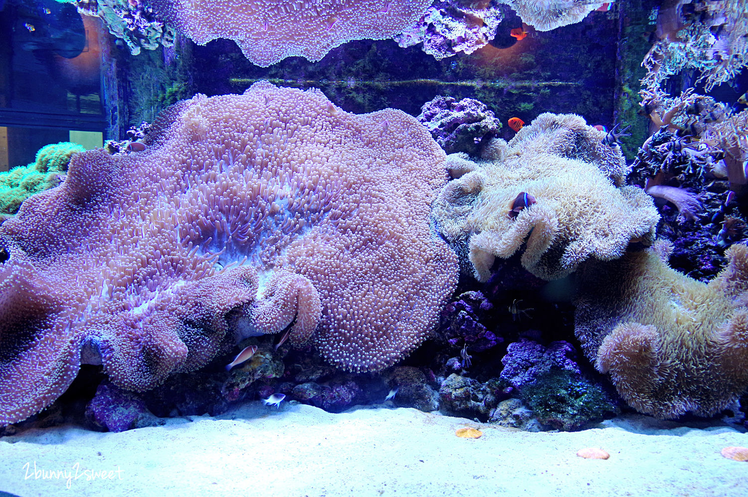 海洋明星表演秀,近距离与海豚玩耍～九州大分海洋宫殿水族馆海之卵