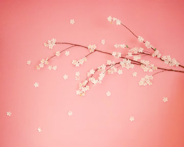春天的DIY課～在家裡變出一棵櫻花！