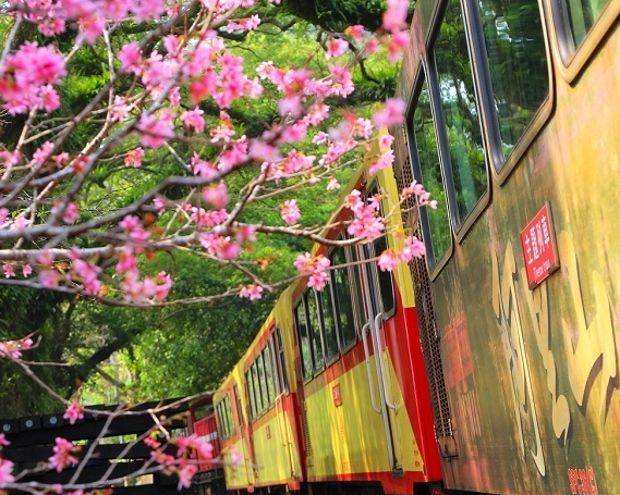 螺旋上山、之字形往返，徜徉緩慢自在的森林鐵路～阿里山林鐵輕療癒主題列車