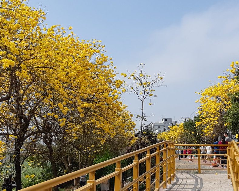 輪番盛開的洋紅風鈴木、黃花風鈴木，一起來『嘉』賞花吧～