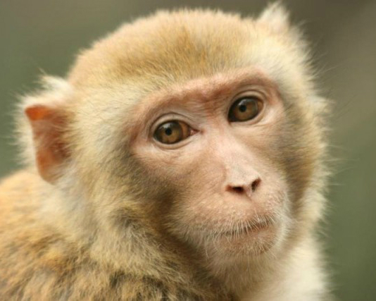 《小屁孩問的偉大問題》動植物問題排行No.1：猴子為什麼喜歡吃香蕉？