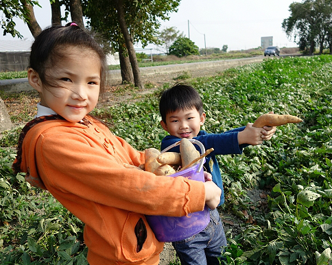 台南市佳里區金黃地瓜開放親子挖地瓜體驗
