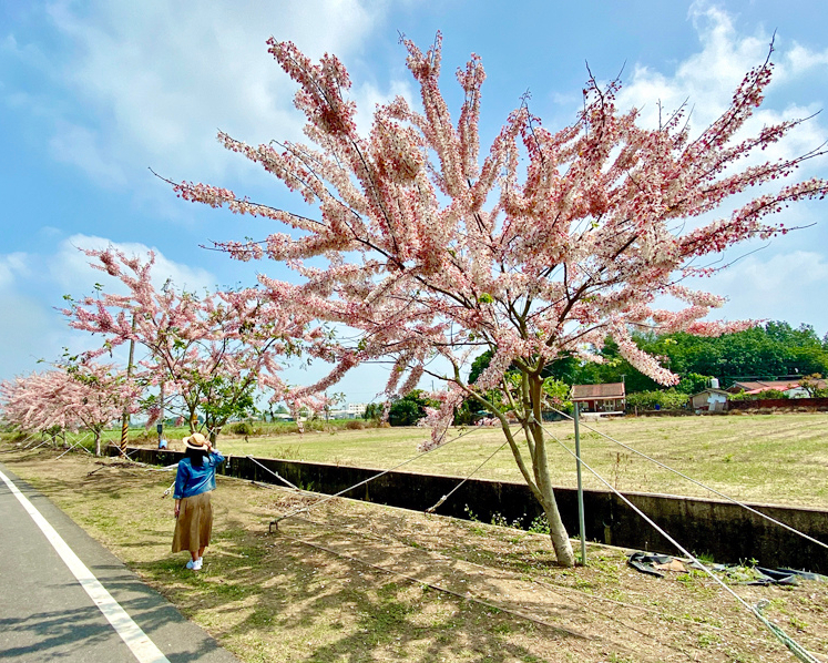 台南花旗木夢幻來襲～玉山寶光聖堂、西港花旗木步道、烏山頭水庫風景區