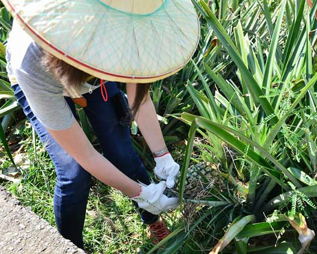 動植物、動靜態、DIY樣樣來的豐富體驗～高雄大樹龍目社區一日農夫體驗趣