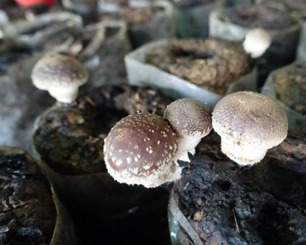 多種類菇菇，有玩有吃有得學～台中阿亮香菇園