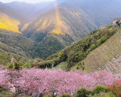 彩虹＋粉櫻，山神眷顧的美景～桃園中巴陵櫻木花道