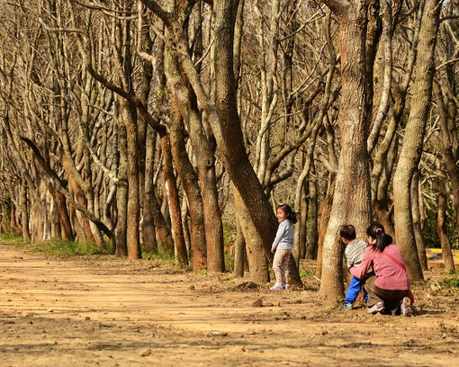 漫步古道、尋找楓香秘境，就在頭份後花園～苗栗老崎古道