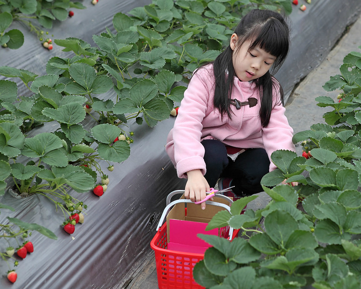 冬日定番親子活動，出發採草莓去～台北清香農場