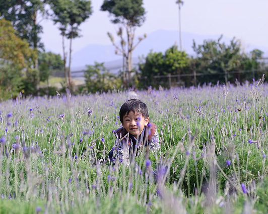 一片片紫色的薰衣草花田、與孩子同樂的大草皮～苗栗花露休閒農場