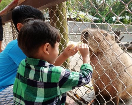 水豚餵食預約，各種可愛動物近距離互動～台南頑皮世界野生動物園