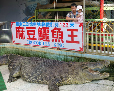 把握時間和鱷魚王小河說再見～台南麻豆鱷魚王生態教育農場