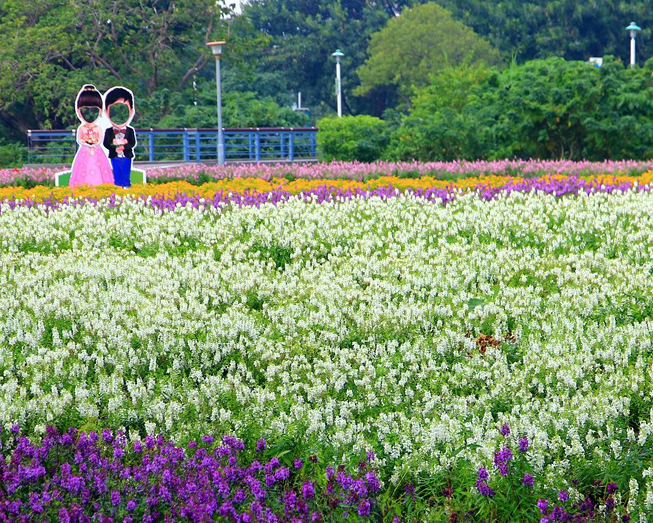 好美的一大片花海！古亭河濱公園