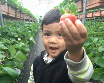 不只採草莓，還可以煮果醬～台北內湖草莓園