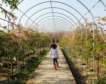 芬園花卉生產休憩園區