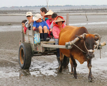 搭著鐵牛車出海採蚵、重溫童年歡樂趣！彰化芳苑牛車採蚵體驗