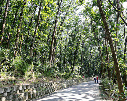 全台最大桃花心木林，踏青健行好去處～台南新化國家植物園(新化林場)