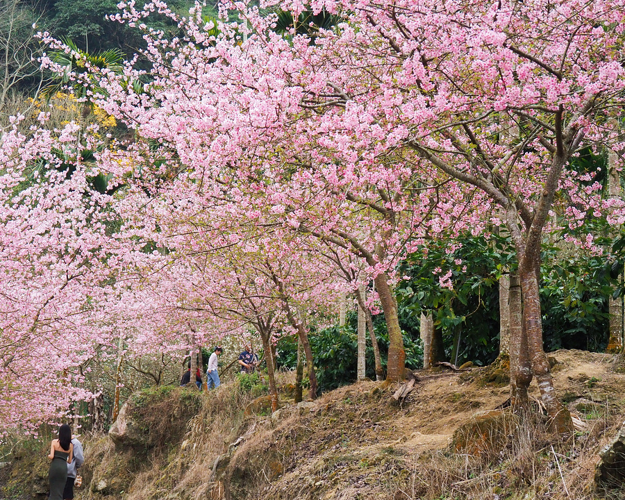 免門票開放，紅白相間櫻花步道～雲林青山坪咖啡農場