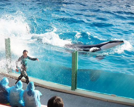 與殺人鯨共舞，海豚海獅海龜一網打盡～千葉鴨川SEA WORLD